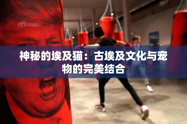 神秘的埃及猫：古埃及文化与宠物的完美结合