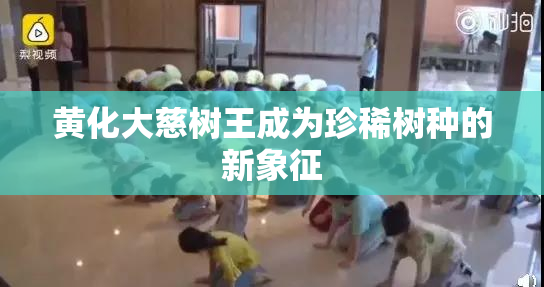 黄化大慈树王成为珍稀树种的新象征
