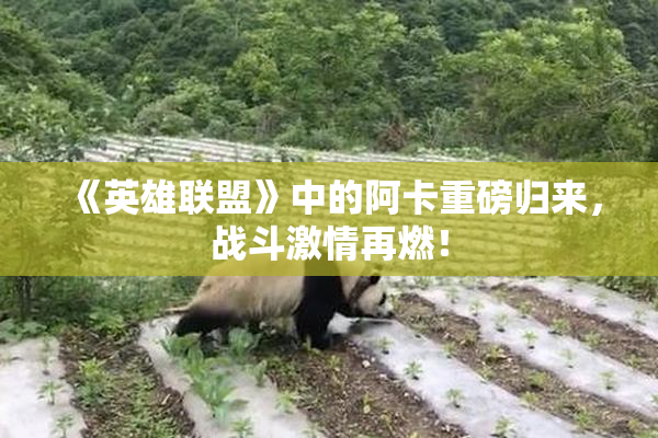 《英雄联盟》中的阿卡重磅归来，战斗激情再燃！