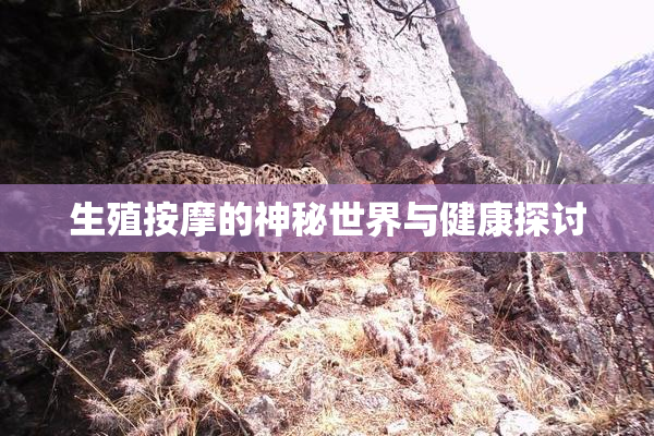 生殖按摩的神秘世界与健康探讨