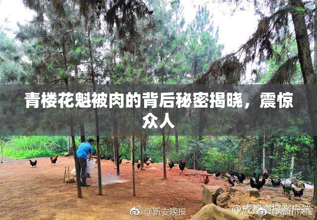 青楼花魁被肉的背后秘密揭晓，震惊众人