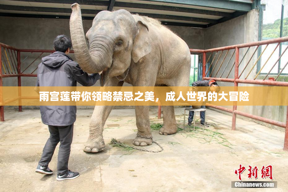 雨宫莲带你领略禁忌之美，成人世界的大冒险