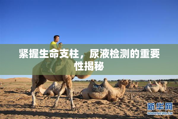 紧握生命支柱，尿液检测的重要性揭秘