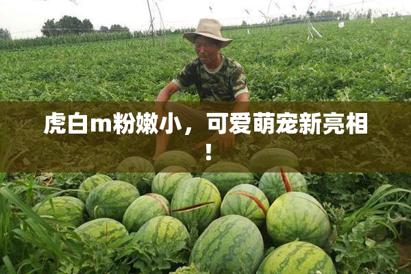 虎白m粉嫩小，可爱萌宠新亮相！