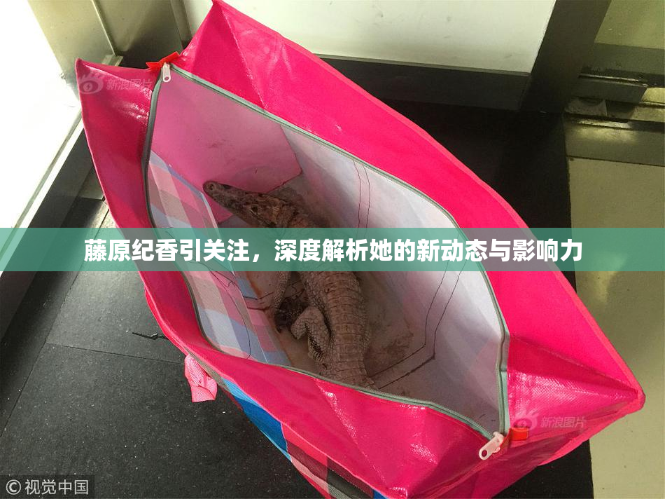 藤原纪香引关注，深度解析她的新动态与影响力