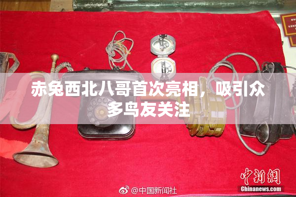 赤兔西北八哥首次亮相，吸引众多鸟友关注