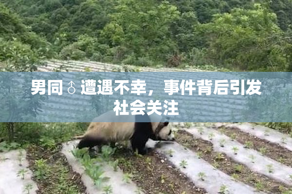 男同♂遭遇不幸，事件背后引发社会关注
