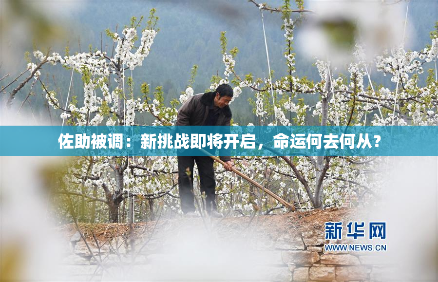 佐助被调：新挑战即将开启，命运何去何从？