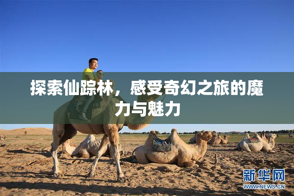 探索仙踪林，感受奇幻之旅的魔力与魅力
