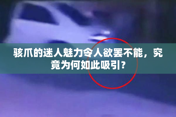 骇爪的迷人魅力令人欲罢不能，究竟为何如此吸引？
