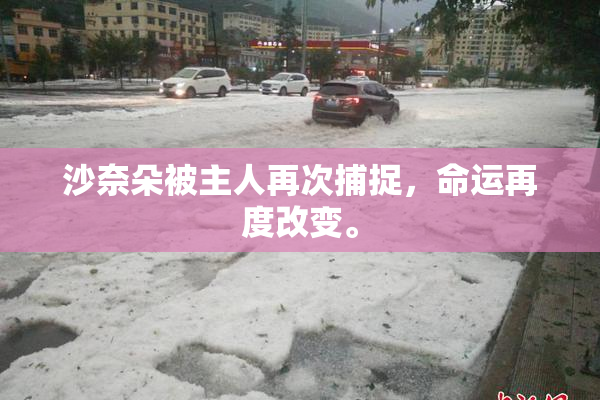 沙奈朵被主人再次捕捉，命运再度改变。