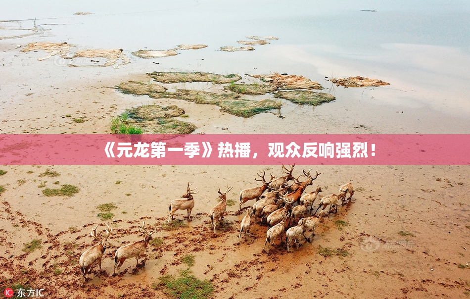 《元龙第一季》热播，观众反响强烈！