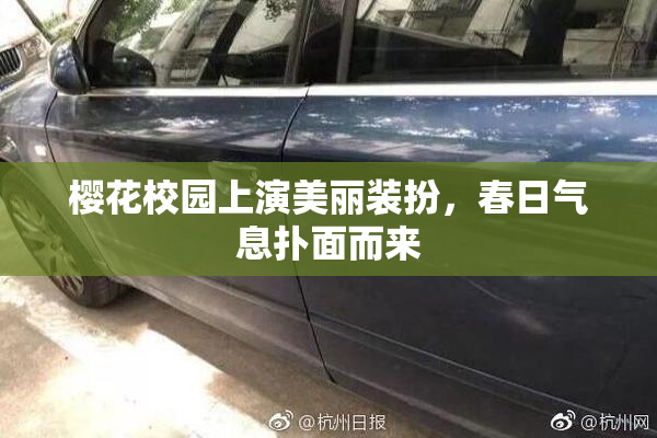 樱花校园上演美丽装扮，春日气息扑面而来
