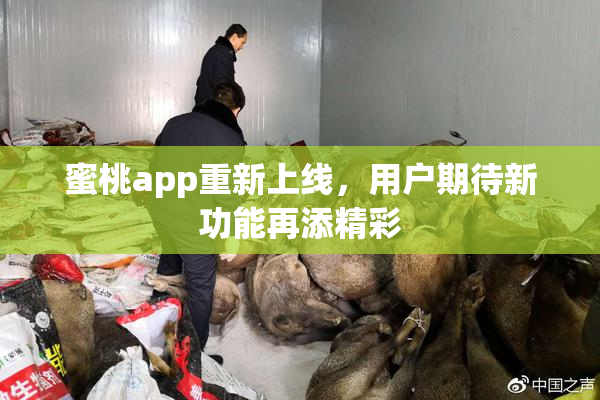 蜜桃app重新上线，用户期待新功能再添精彩