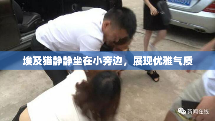 埃及猫静静坐在小旁边，展现优雅气质