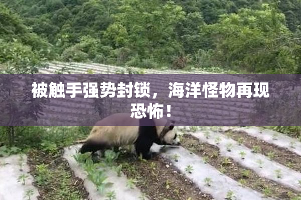 被触手强势封锁，海洋怪物再现恐怖！