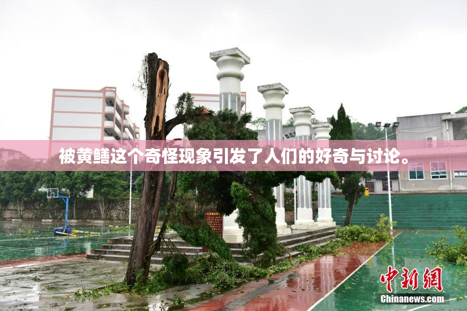 被黄鳝这个奇怪现象引发了人们的好奇与讨论。