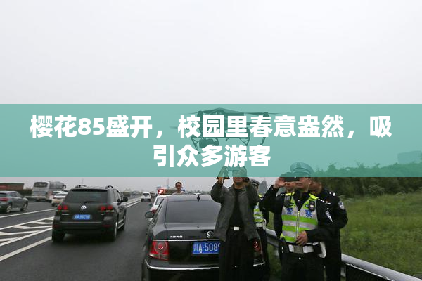 樱花85盛开，校园里春意盎然，吸引众多游客