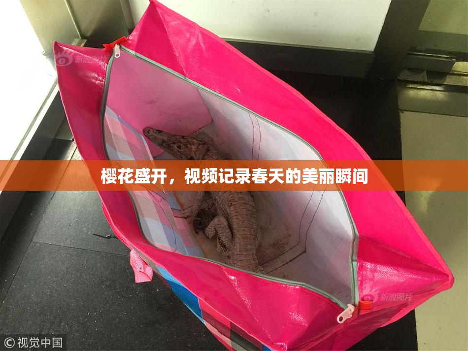 樱花盛开，视频记录春天的美丽瞬间
