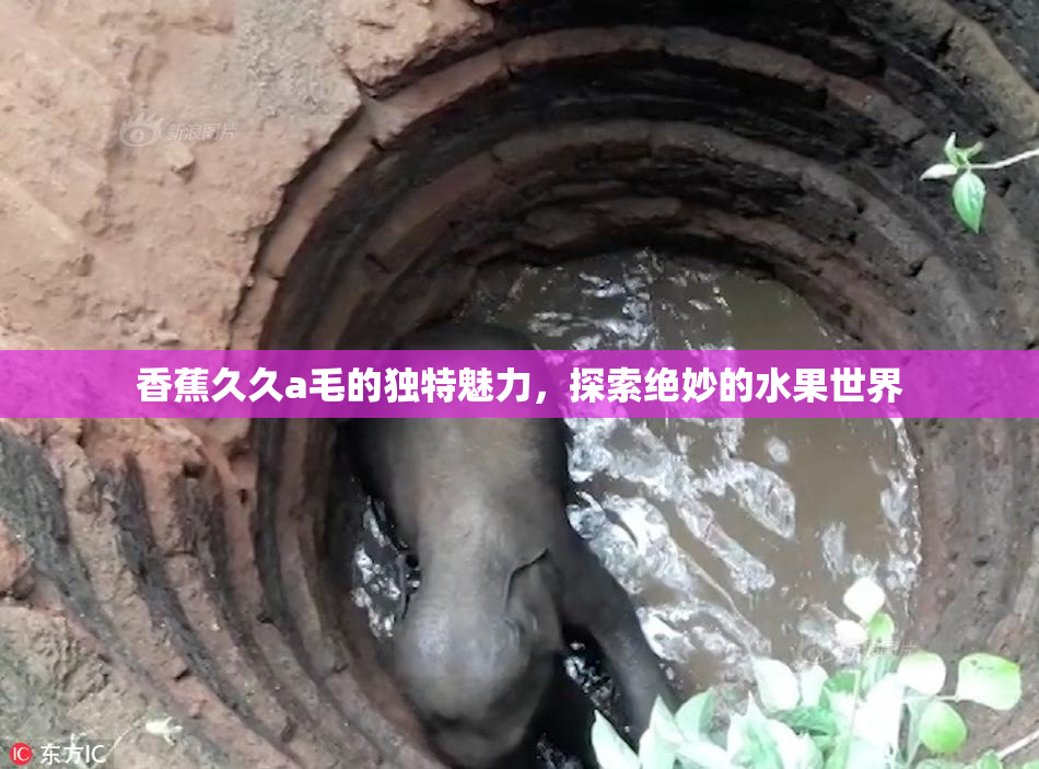 香蕉久久a毛的独特魅力，探索绝妙的水果世界