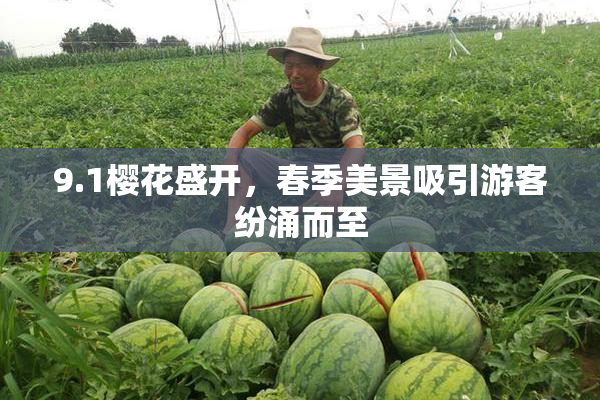 9.1樱花盛开，春季美景吸引游客纷涌而至