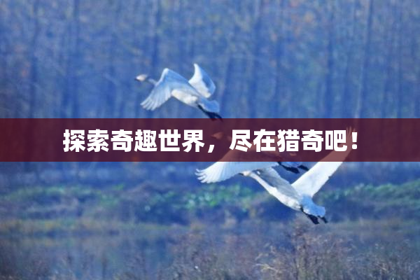 探索奇趣世界，尽在猎奇吧！