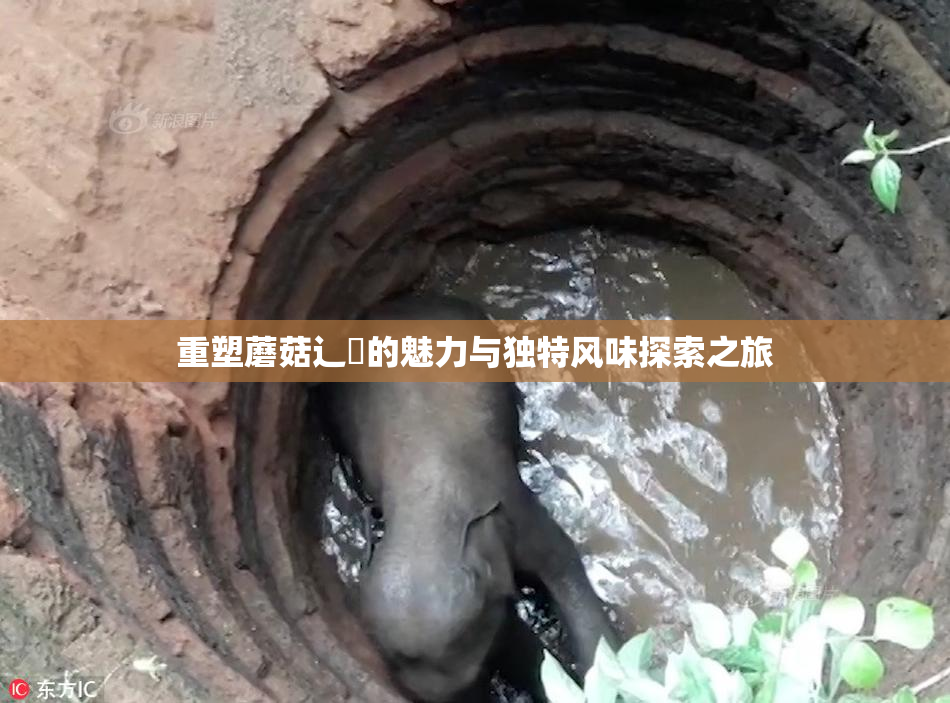 重塑蘑菇辶喿的魅力与独特风味探索之旅