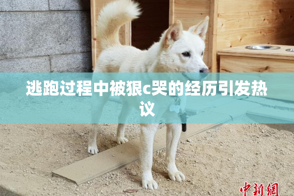 逃跑过程中被狠c哭的经历引发热议