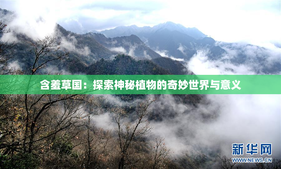 含羞草国：探索神秘植物的奇妙世界与意义