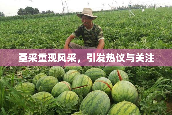圣采重现风采，引发热议与关注