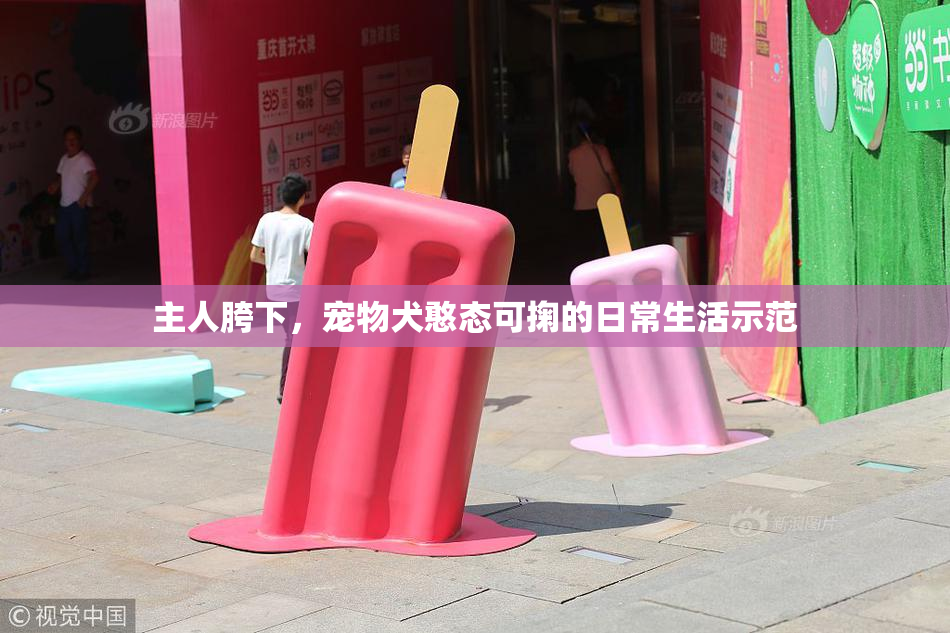 主人胯下，宠物犬憨态可掬的日常生活示范