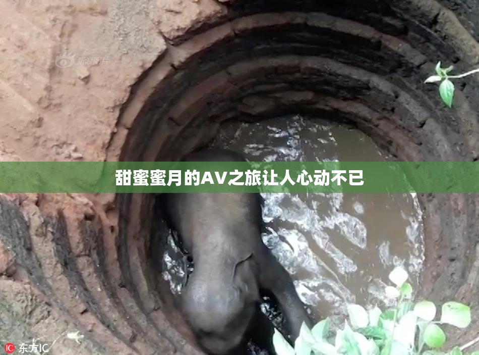 甜蜜蜜月的AV之旅让人心动不已