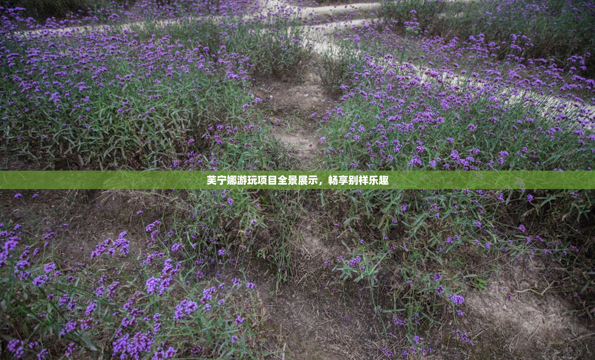 芙宁娜游玩项目全景展示，畅享别样乐趣