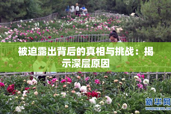 被迫露出背后的真相与挑战：揭示深层原因