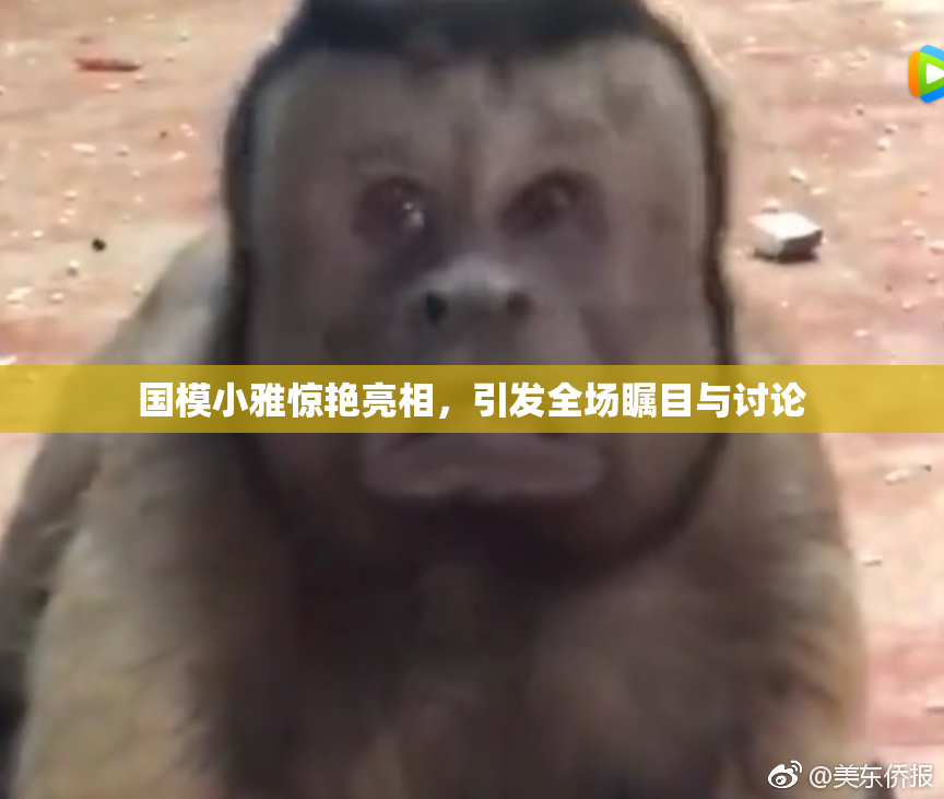 国模小雅惊艳亮相，引发全场瞩目与讨论