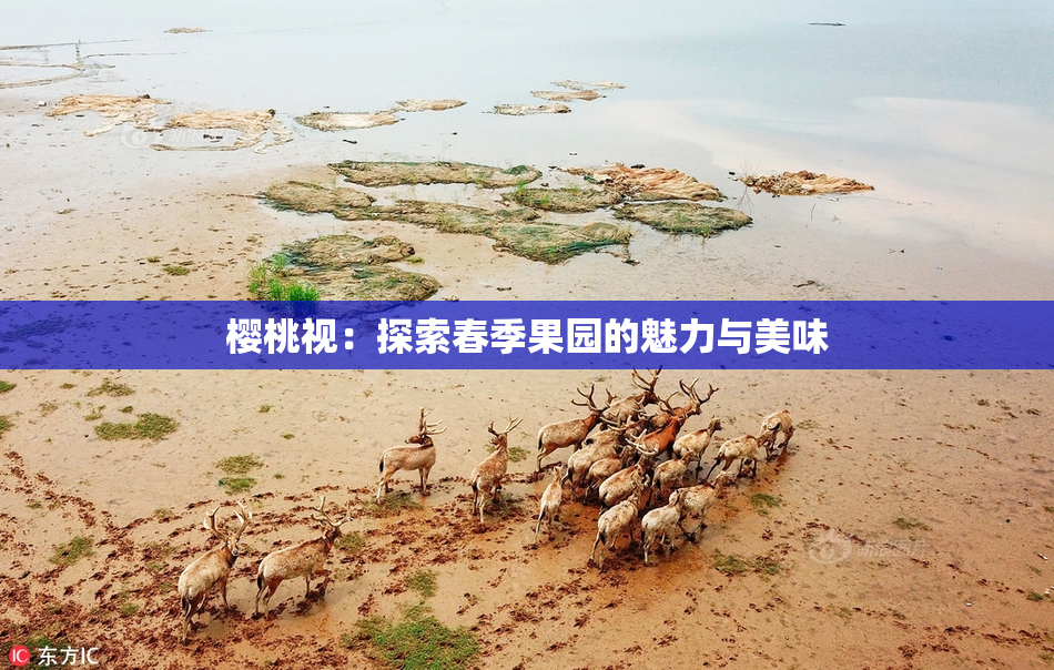 樱桃视：探索春季果园的魅力与美味