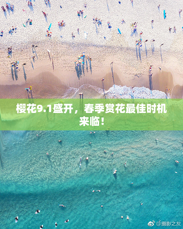 樱花9.1盛开，春季赏花最佳时机来临！