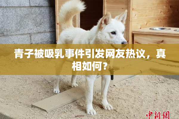 青子被吸乳事件引发网友热议，真相如何？