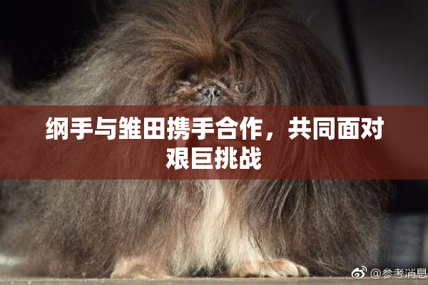 纲手与雏田携手合作，共同面对艰巨挑战