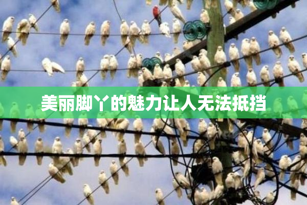 美丽脚丫的魅力让人无法抵挡