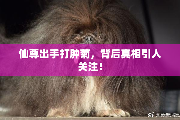 仙尊出手打肿菊，背后真相引人关注！