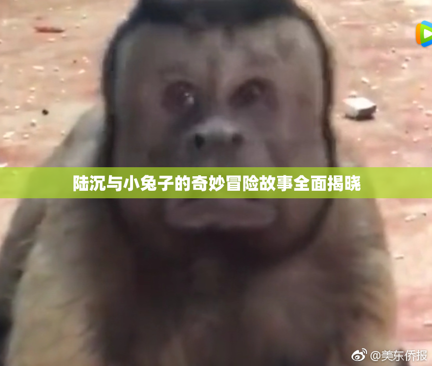 陆沉与小兔子的奇妙冒险故事全面揭晓
