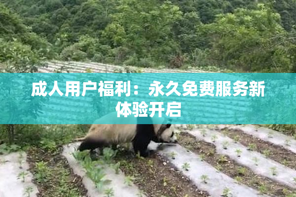成人用户福利：永久免费服务新体验开启