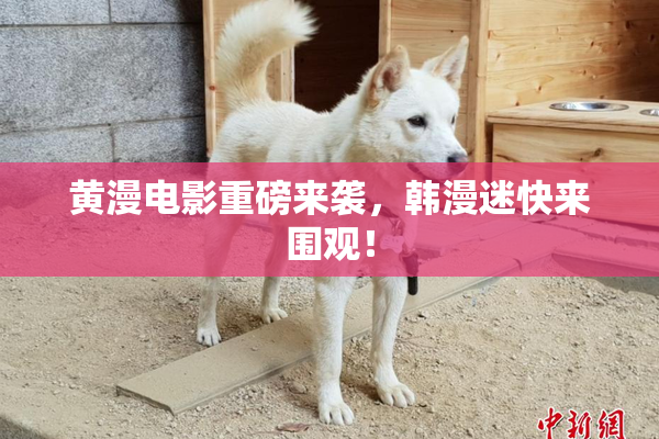 黄漫电影重磅来袭，韩漫迷快来围观！