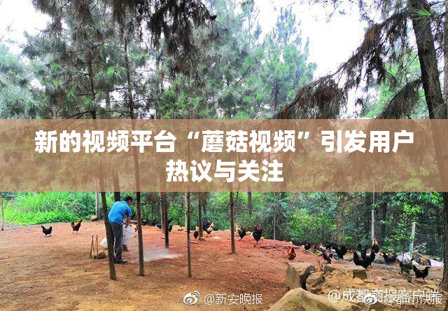 新的视频平台“蘑菇视频”引发用户热议与关注