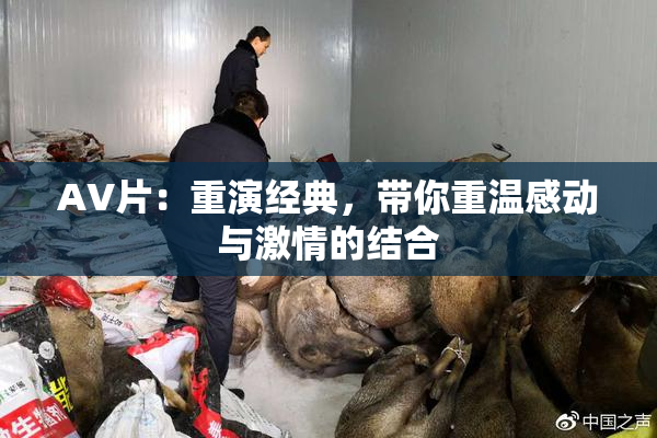 AV片：重演经典，带你重温感动与激情的结合