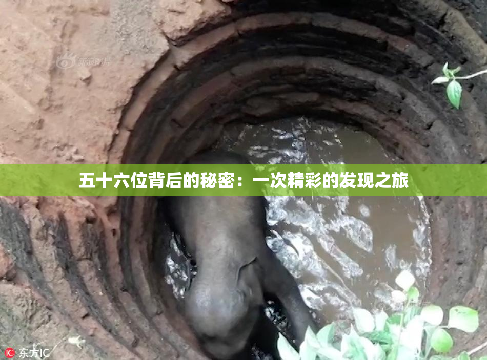 五十六位背后的秘密：一次精彩的发现之旅