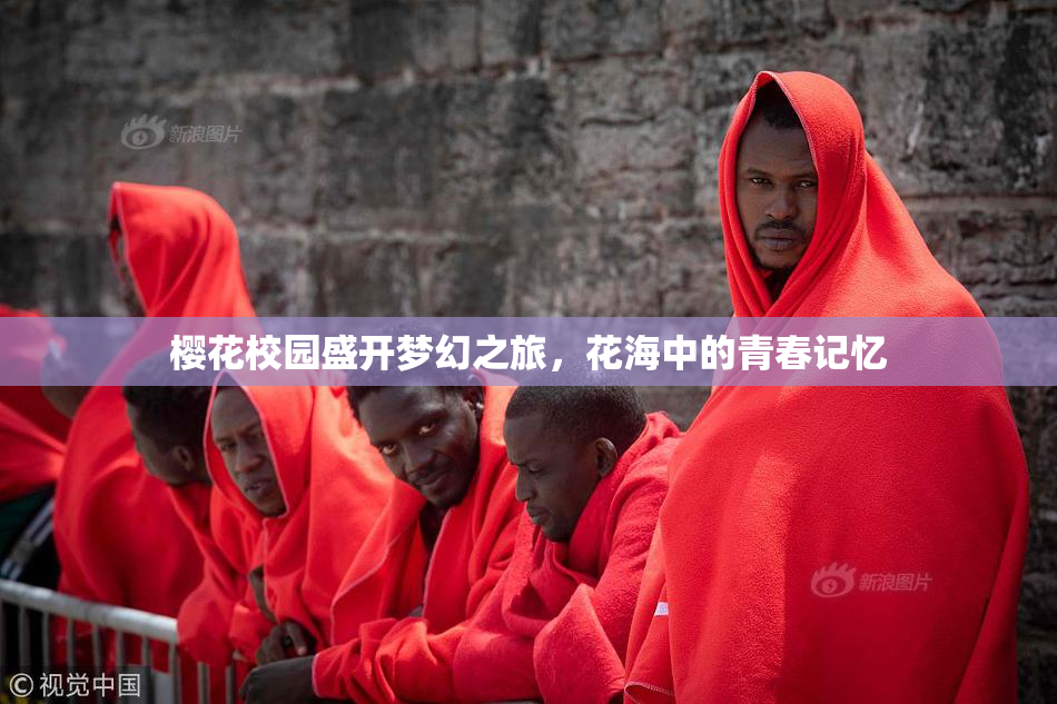 樱花校园盛开梦幻之旅，花海中的青春记忆