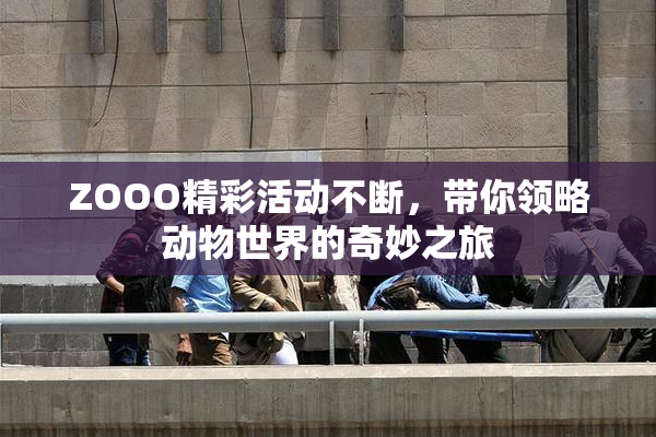 ZOOO精彩活动不断，带你领略动物世界的奇妙之旅