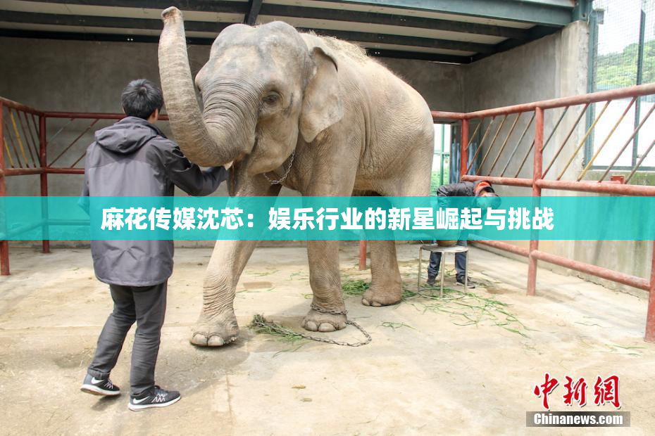 麻花传媒沈芯：娱乐行业的新星崛起与挑战